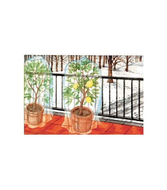 Stars Cappuccio Antigelo Tnt Protezione Piante Stars Bianco Gr/Mq 17 Cf:Pz 5 Cm 70 H.Cm 80